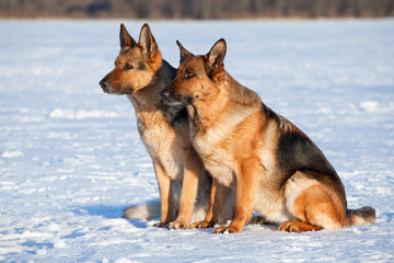 two German shepherds