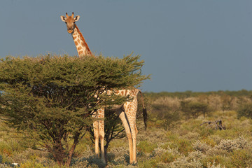 giraffa africana