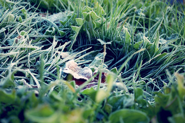Rime on the grass