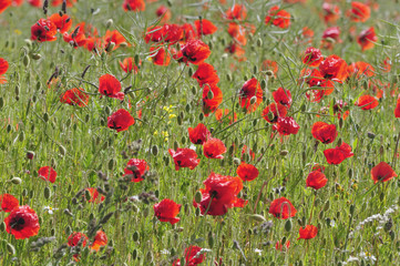 Poppy in a rape field