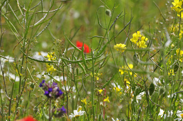 Weeds in a growing rape field