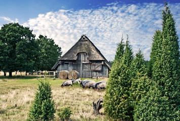 Schafstall mit Heidschnucken, HDR