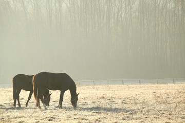 Fototapeta premium Horses on pasture in November morning