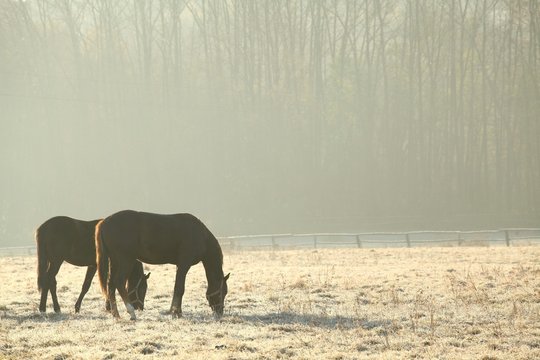 Fototapeta Horses on pasture in November morning