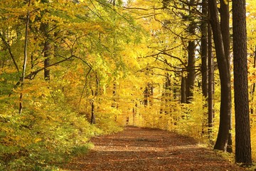 Forest trail surrounded by golden colors of autumn leaves