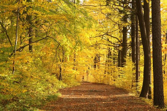 Fototapeta Forest trail surrounded by golden colors of autumn leaves