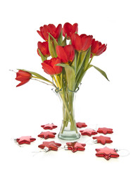 Festive  red tulips on white background with red stars