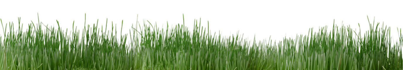 Grass isolated