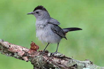 Gray Catbird (Dumetella carolinensis)