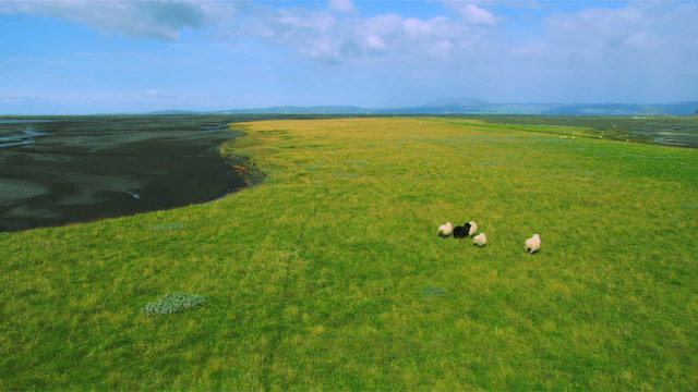 Aerial View of Grazing Sheep on Fertile Land, Iceland