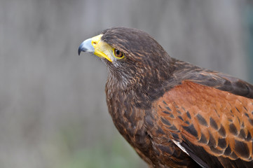 Harris Brown Hawk