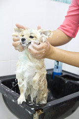 pomeranian puppy shower