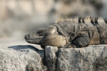 Wild iguana portrait