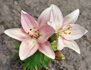 Lily flowers