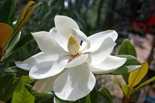 Fototapeta Magnolia flower