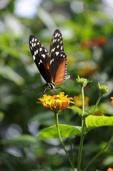 Heliconius