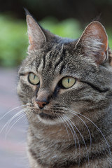 Fototapeta na wymiar Cat whiskers