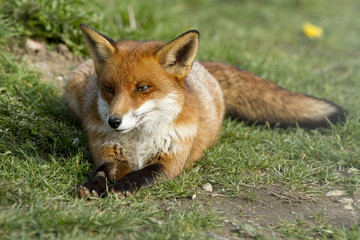 Red fox laid on grass
