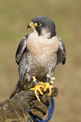 Peregrine Falcon in jesses against a muted background