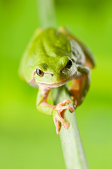 tree_frog