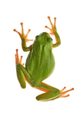 tree_frog