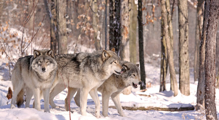 meutes de loups