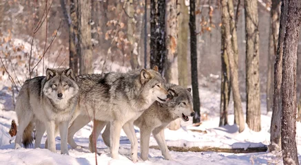 Fotobehang Wolf wolvenpakketten