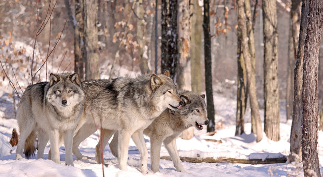 Fototapeta Fototapeta Stado wilków w lesie zimą szeroka