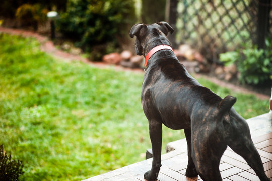 Boxer Dog Guarding Home