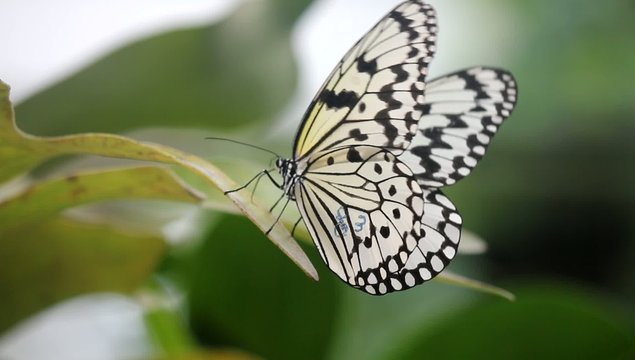 ゴマダラチョウ