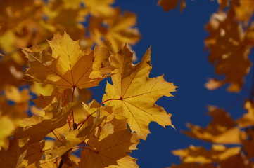 Obraz premium Yellow leaves