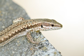 Common Wall Lizard (Podarcis muralis), Greece