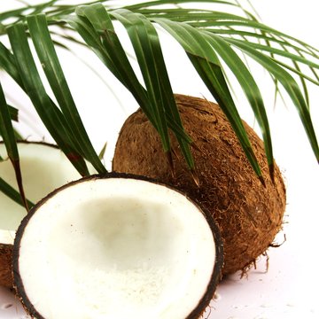Palmenfrucht