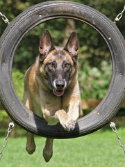 Agility - Malinois im Reifen