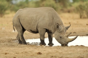 Rhino #5