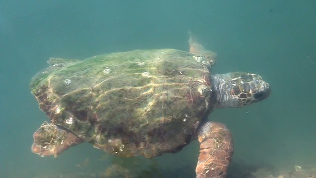 Turtle in a sea