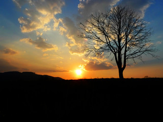Fototapeta na wymiar winter sunset with silhouette of tree