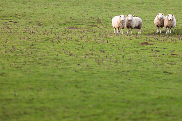 Sheep in Green Field