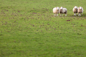Fototapeta premium Sheep in Green Field