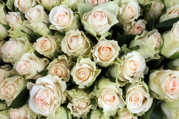 Weisse Rosen