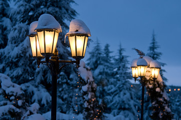 Christmas trees on street.