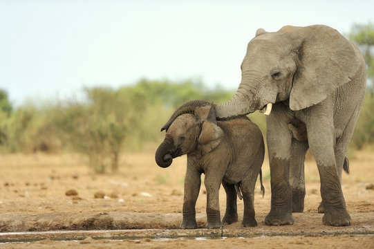 Fototapeta Elephant  14