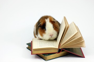 Meerschweinchen als B&uuml;cherwurm Freisteller