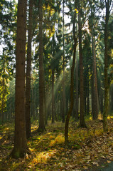 Fototapeta premium forest