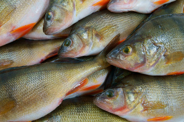 Fresh perch fish background