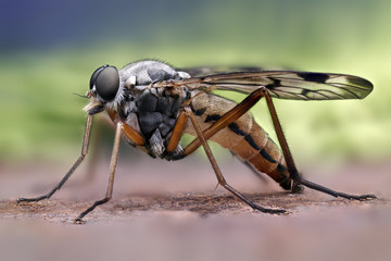 Rhagio