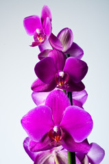 Fototapeta na wymiar violette Orchidee
