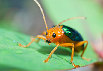 Bombardier Beetle (brachinus alternans)