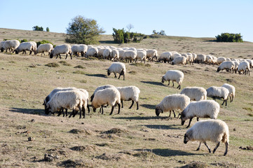 Flock of sheep at Urbasa range, Navarre (Spain)