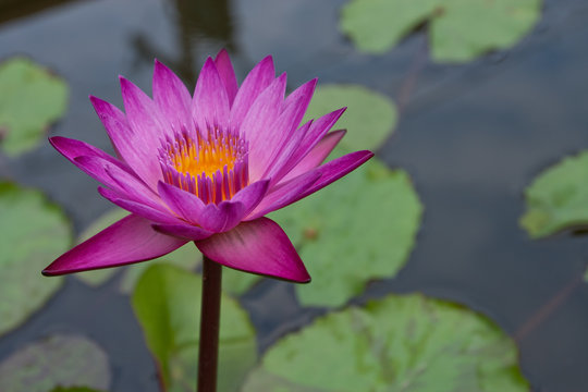 Purple Water Lilly On Water Background With Leaves.